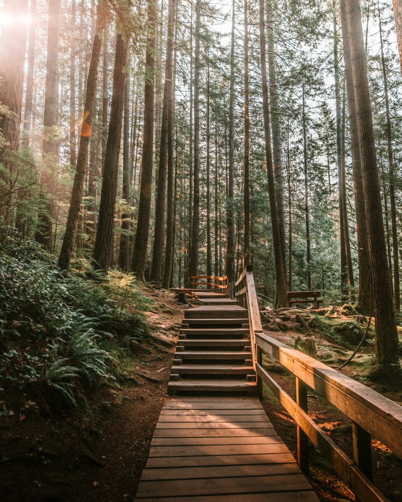 A wooden pathway leading through a lush forest with tall trees and soft sunlight filtering through the branches.